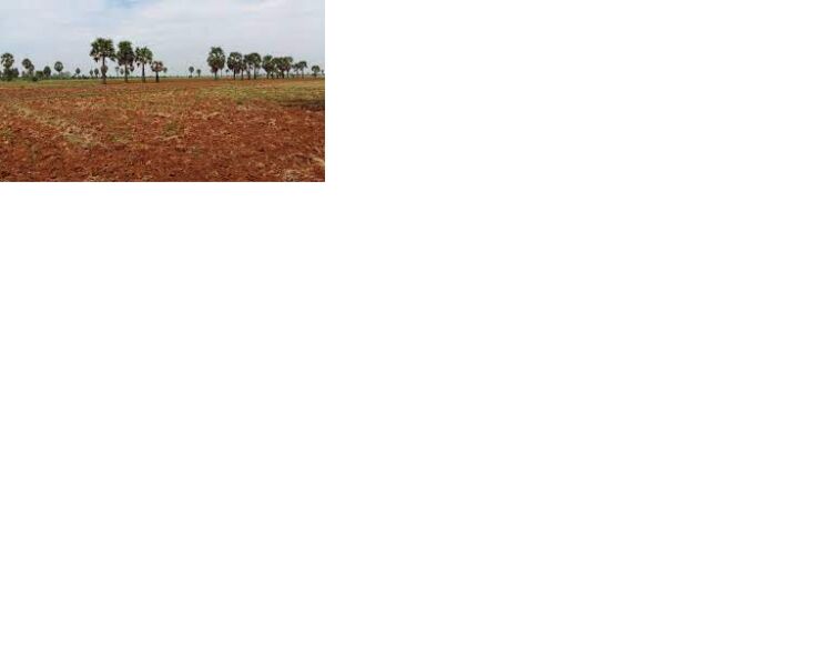  Agricultural Land -4 Acre for Sale in Thadikombu, Dindigul