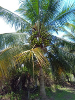 1 RK Farm House for Sale in Sholavandan, Madurai