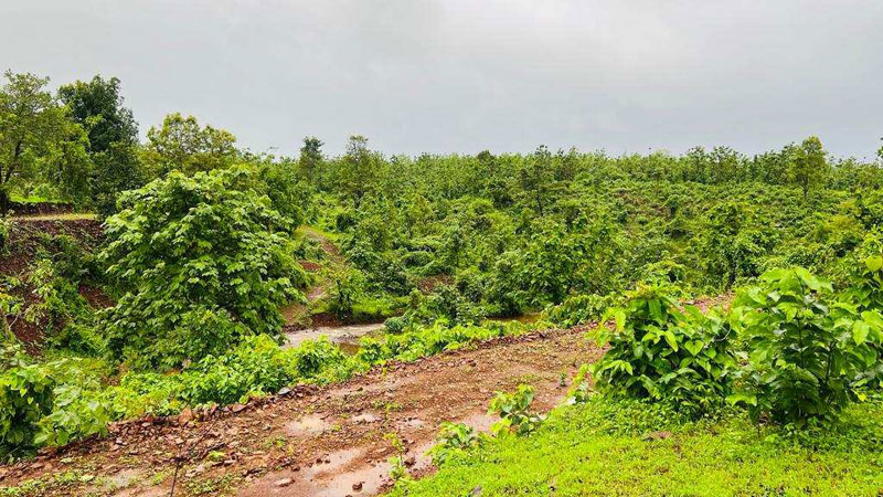  Agricultural Land 4 Acre for Sale in Karjat, Mumbai