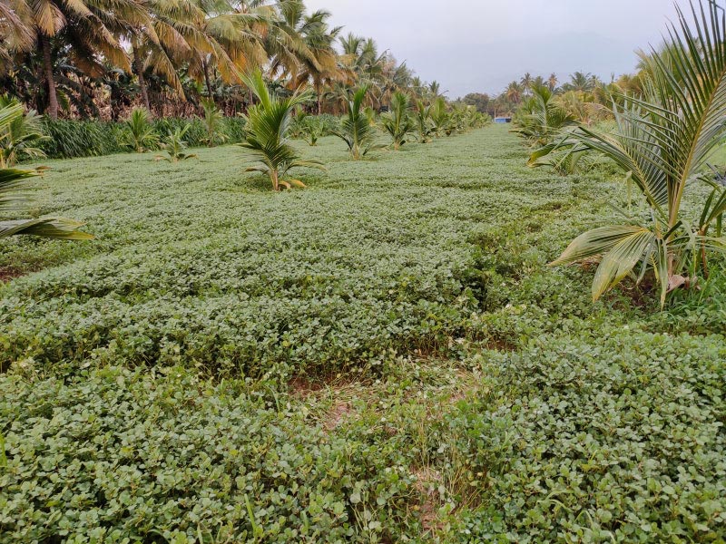 Agricultural Land 110 Cent for Sale in Cumbum, Theni