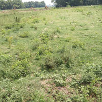  Commercial Land for Sale in Gulabbagh, Purnia