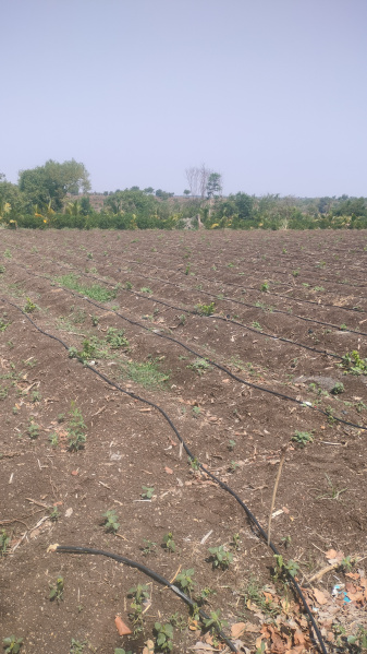  3 Acre Agricultural/Farm Land for Sale in Tandur, Vikarabad
