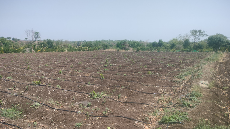  3 Acre Agricultural/Farm Land for Sale in Tandur, Vikarabad