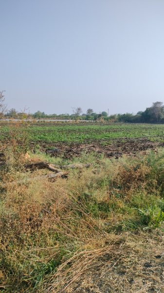  1 Acre Agricultural/Farm Land for Sale in Tandur, Vikarabad