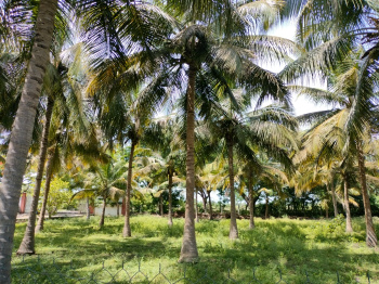 Agricultural Land for Sale in Tindivanam, Chennai