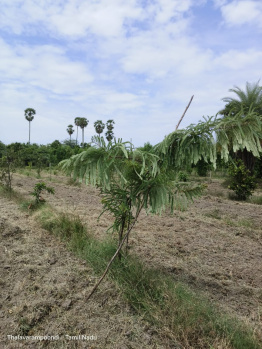  Agricultural Land for Sale in Madurantakam, Chennai