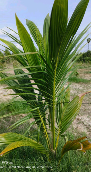  Agricultural Land for Sale in Uthiramerur, Kanchipuram