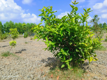 Agricultural Land for Sale in Chengalpet, Chennai