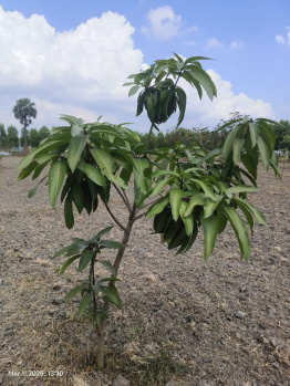  Agricultural Land for Sale in Uthramerur, Chennai