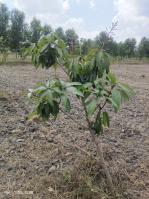  Residential Plot for Sale in Madhurandagam, Chennai