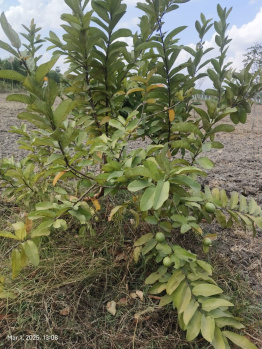 Agricultural Land for Sale in Melmaruvathur, Chennai