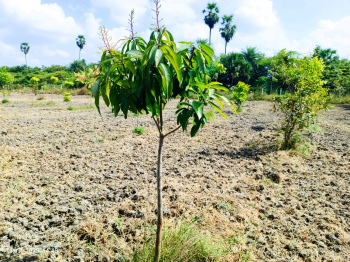  Agricultural Land for Sale in Chengalpet, Chennai