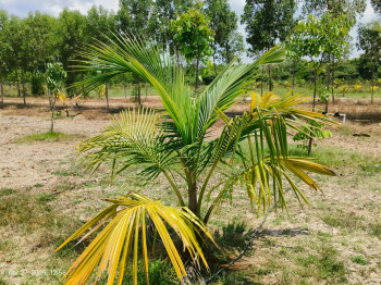 Agricultural Land for Sale in Madhurandagam, Chennai