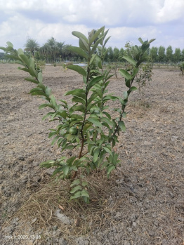  Agricultural Land for Sale in Chengalpet, Chennai