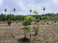  Agricultural Land for Sale in Pulipakkam, Chengalpattu