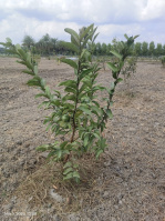  Agricultural Land for Sale in Melmaruvathur, Chennai