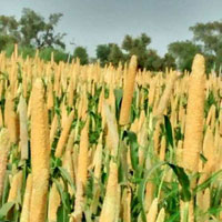  Agricultural Land for Sale in Rajgarh, Churu