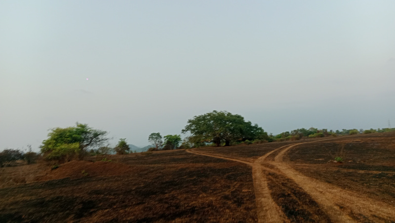  Agricultural Land 55 Acre for Sale in Kudal, Sindhudurg