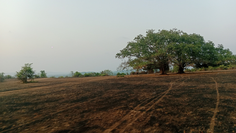  Agricultural Land 55 Acre for Sale in Kudal, Sindhudurg