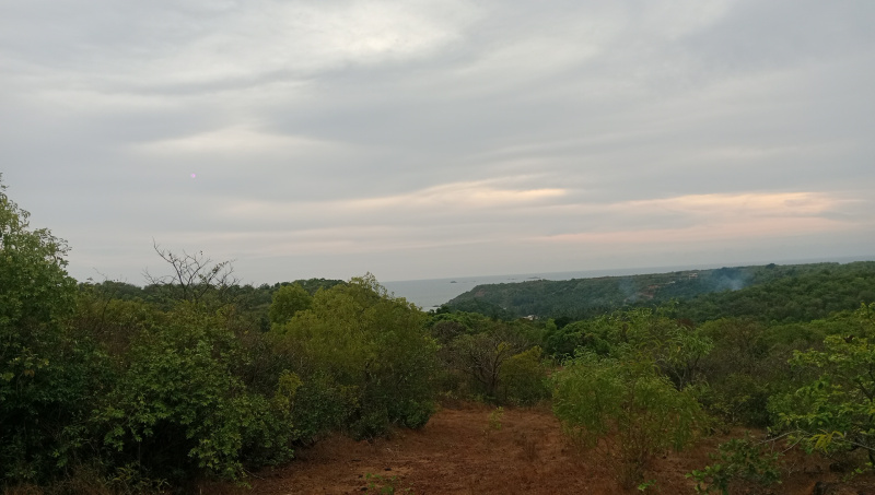  Commercial Land 3 Acre for Sale in Vengurla, Sindhudurg