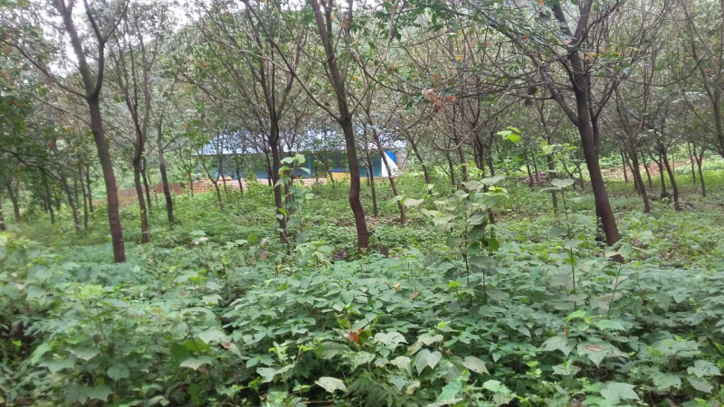  Residential Plot 240 Acre for Sale in Dodamarg, Sindhudurg