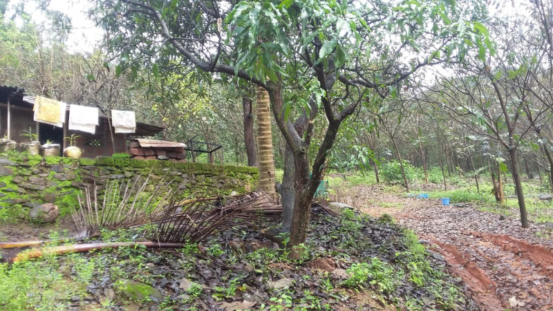  Residential Plot 240 Acre for Sale in Dodamarg, Sindhudurg