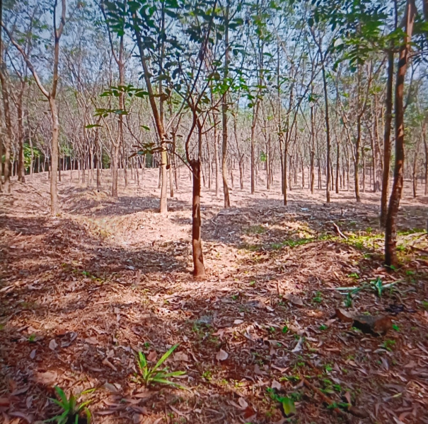  Residential Plot 240 Acre for Sale in Dodamarg, Sindhudurg
