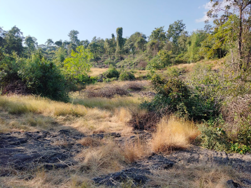  107 Guntha Agricultural/Farm Land for Sale in Kudal, Sindhudurg