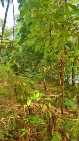  40 Guntha Residential Plot for Sale in Kudal, Sindhudurg