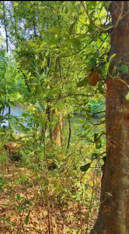  40 Guntha Residential Plot for Sale in Kudal, Sindhudurg