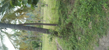  Agricultural Land for Sale in Pappireddipatti, Dharmapuri
