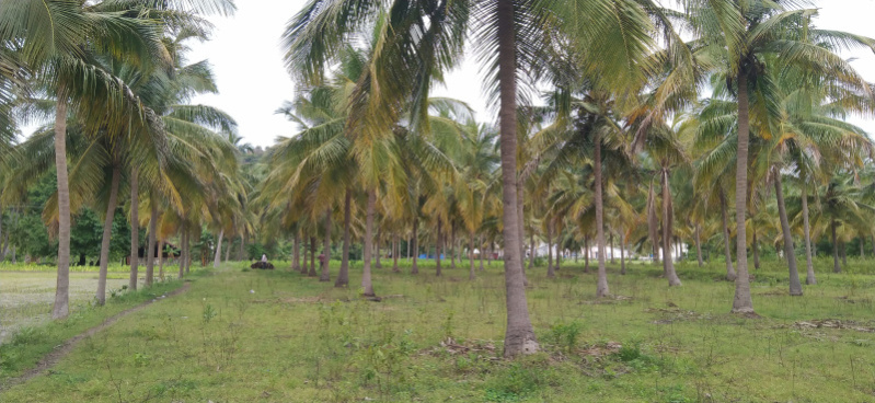  84 Cent Agricultural/Farm Land for Sale in Harur, Dharmapuri