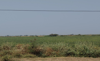 Agricultural Land for Sale in Dhandhuka, Ahmedabad