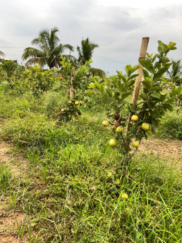  Agricultural Land for Sale in Bhongir, Yadadri Bhuvanagiri