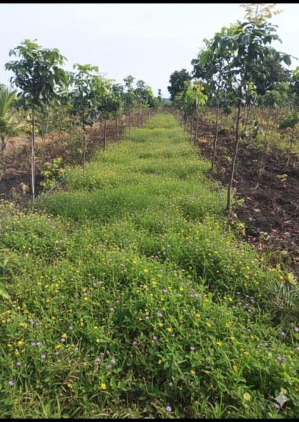  605 Sq. Yards Residential Plot for Sale in Narayankhed, Sangareddy