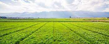  Agricultural Land for Sale in Narsapur, Medak