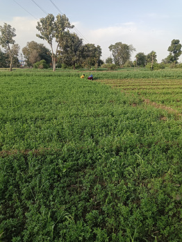  Agricultural Land for Sale in Abu Road, Sirohi