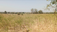  Agricultural Land for Sale in Anantagiri Hills, Vikarabad