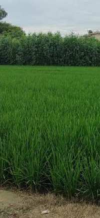  Agricultural Land for Sale in Barwala, Panchkula