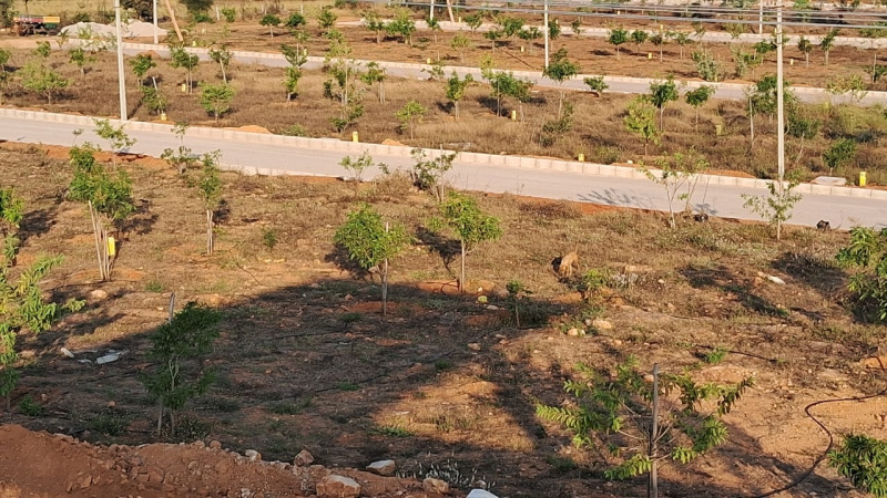  Residential Plot 165 Sq. Yards for Sale in Shadnagar, Hyderabad