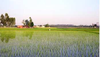  Agricultural Land for Sale in Moriwala, Sirsa