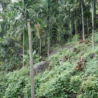  Agricultural Land for Sale in Panoor, Kannur