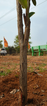  Agricultural Land for Sale in Ghanpur, Jangaon