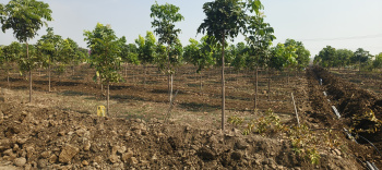  Residential Plot for Sale in Narayankhed, Sangareddy