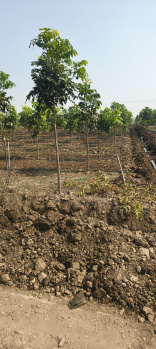 Residential Plot for Sale in Narayankhed, Sangareddy