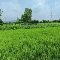  Commercial Land for Rent in Nalagarh, Solan
