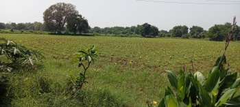  Agricultural Land for Sale in Savli, Vadodara