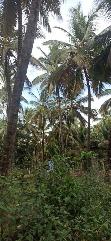  Agricultural Land 4 Acre for Sale in Pollachi, Coimbatore