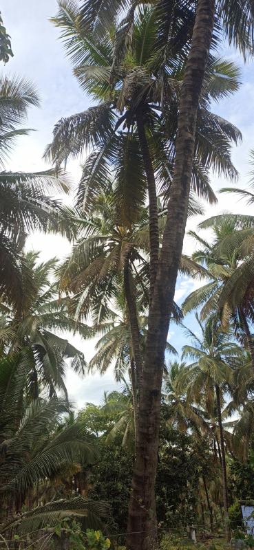  Agricultural Land 4 Acre for Sale in Pollachi, Coimbatore