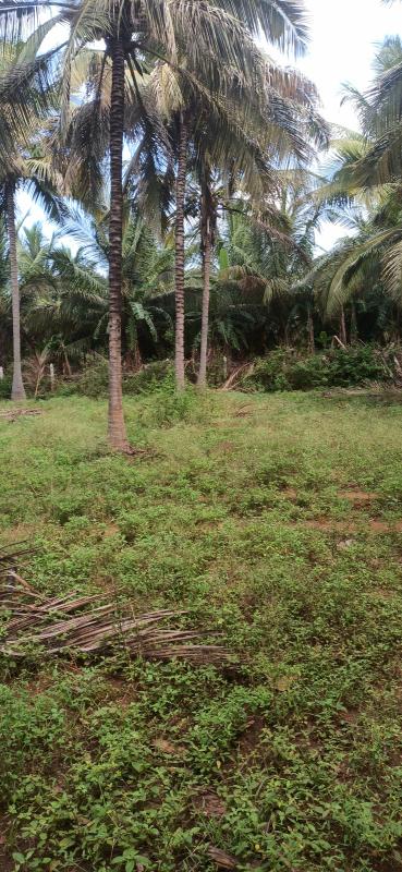  18 Acre Agricultural/Farm Land for Sale in Pollachi, Coimbatore